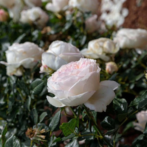 CAMILLE CLAUDEL® Meiroguste